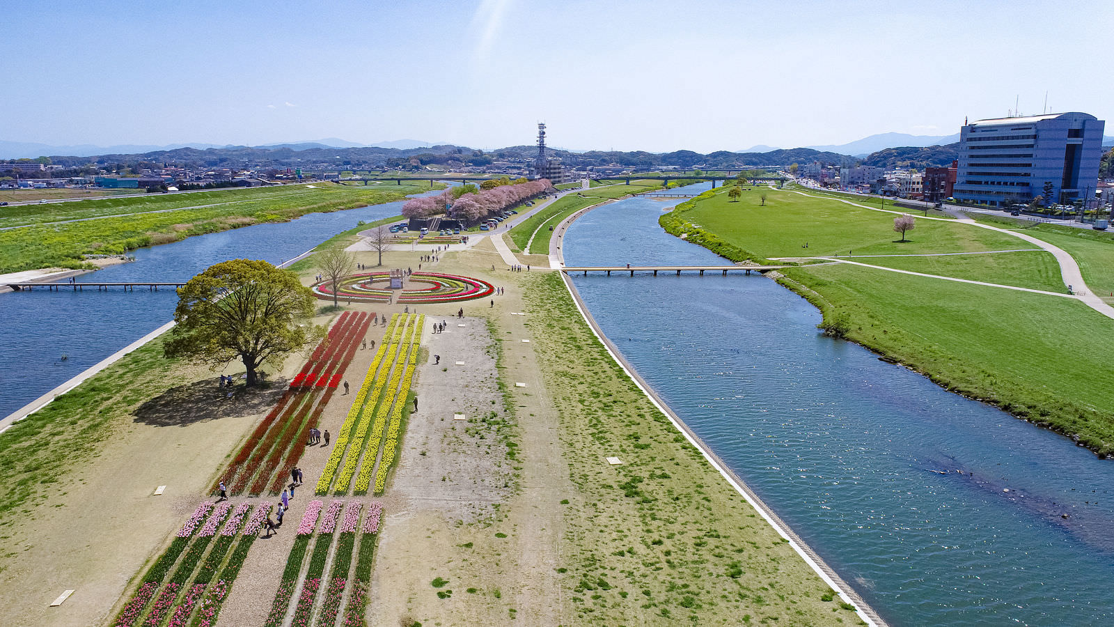 彦山川河川敷のチューリップ畑を空撮