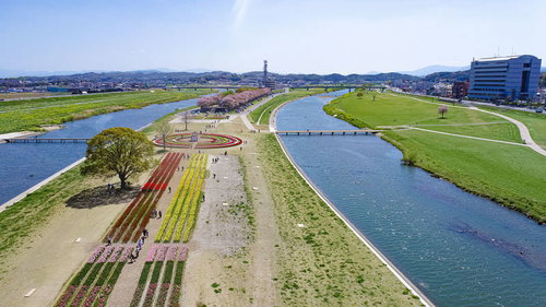 福岡県直方市の彦山川沿いに広がるチューリップフェア2022の満開の花畑