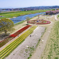 直方市の彦山川河川敷で開催されるチューリップフェアの空撮の写真