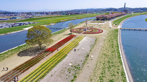 直方市の彦山川河川敷で開催されるチューリップフェアの空撮
