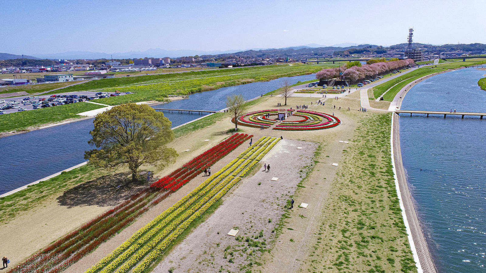 青空の下、河川敷に整備されたのおがたチューリップフェアの会場