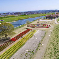 河川敷で催されるのおがたチューリップフェア2022の写真