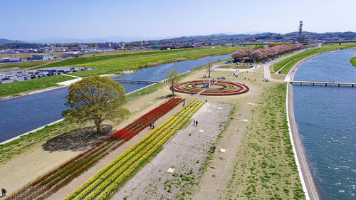 河川敷で催されるのおがたチューリップフェア2022