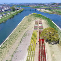 のおがたチューリップフェアと直方市街を一望（空撮）の写真