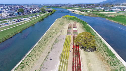 のおがたチューリップフェアと直方市街を一望（空撮）