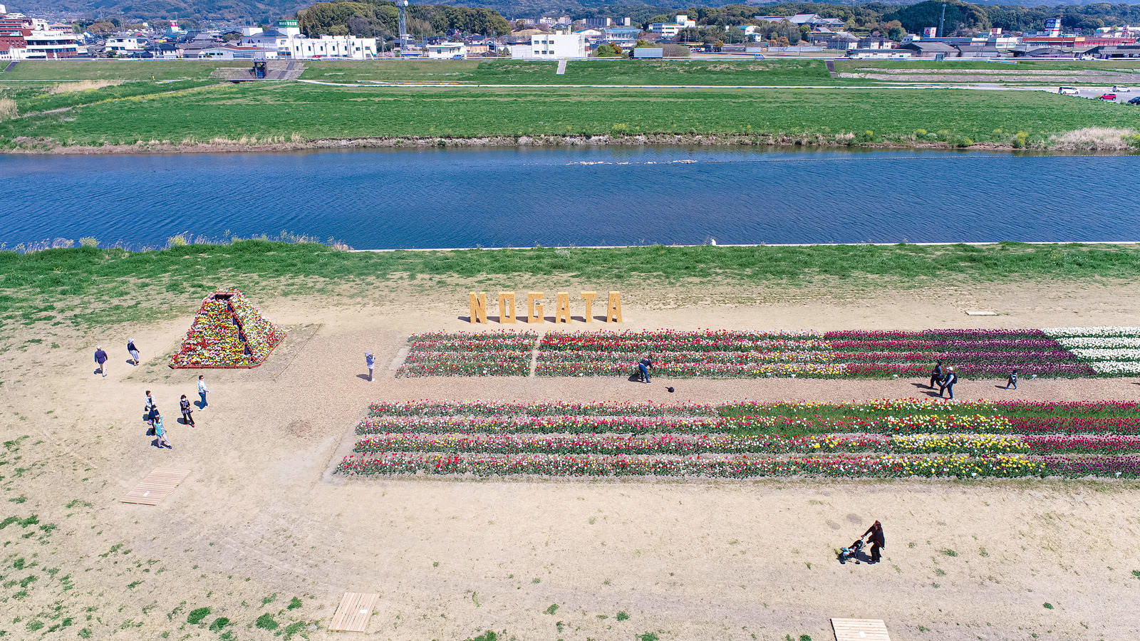 遠賀川沿いに広がるチューリップフェアの花畑を上空から撮影した風景