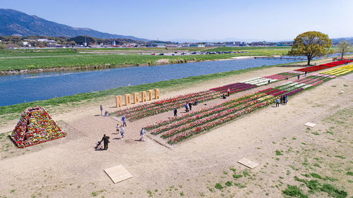 遠賀川河川敷のNOGATAチューリップフェア満開の風景