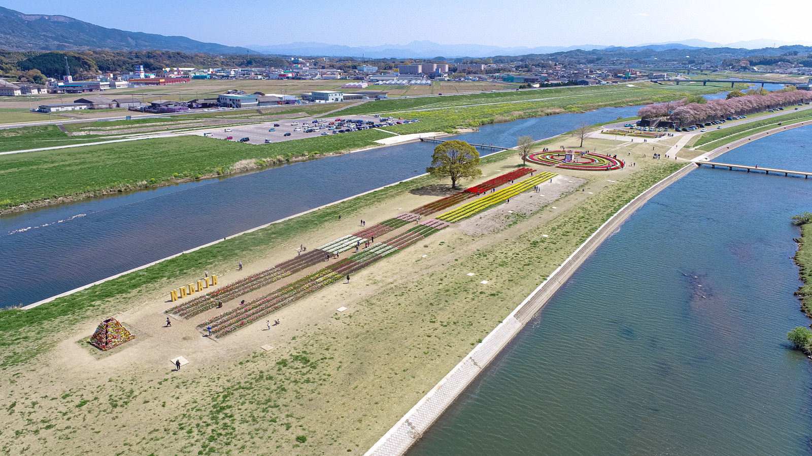 のおがたチューリップフェアの満開チューリップ花壇と隣接する河川を空撮した風景
