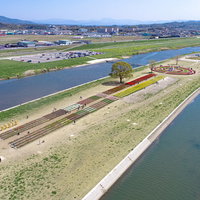 のおがたチューリップフェアと河川の様子（空撮）の写真