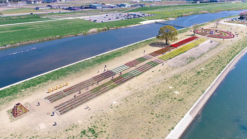 直方チューリップフェア2022の満開チューリップを上空から捉えた航空