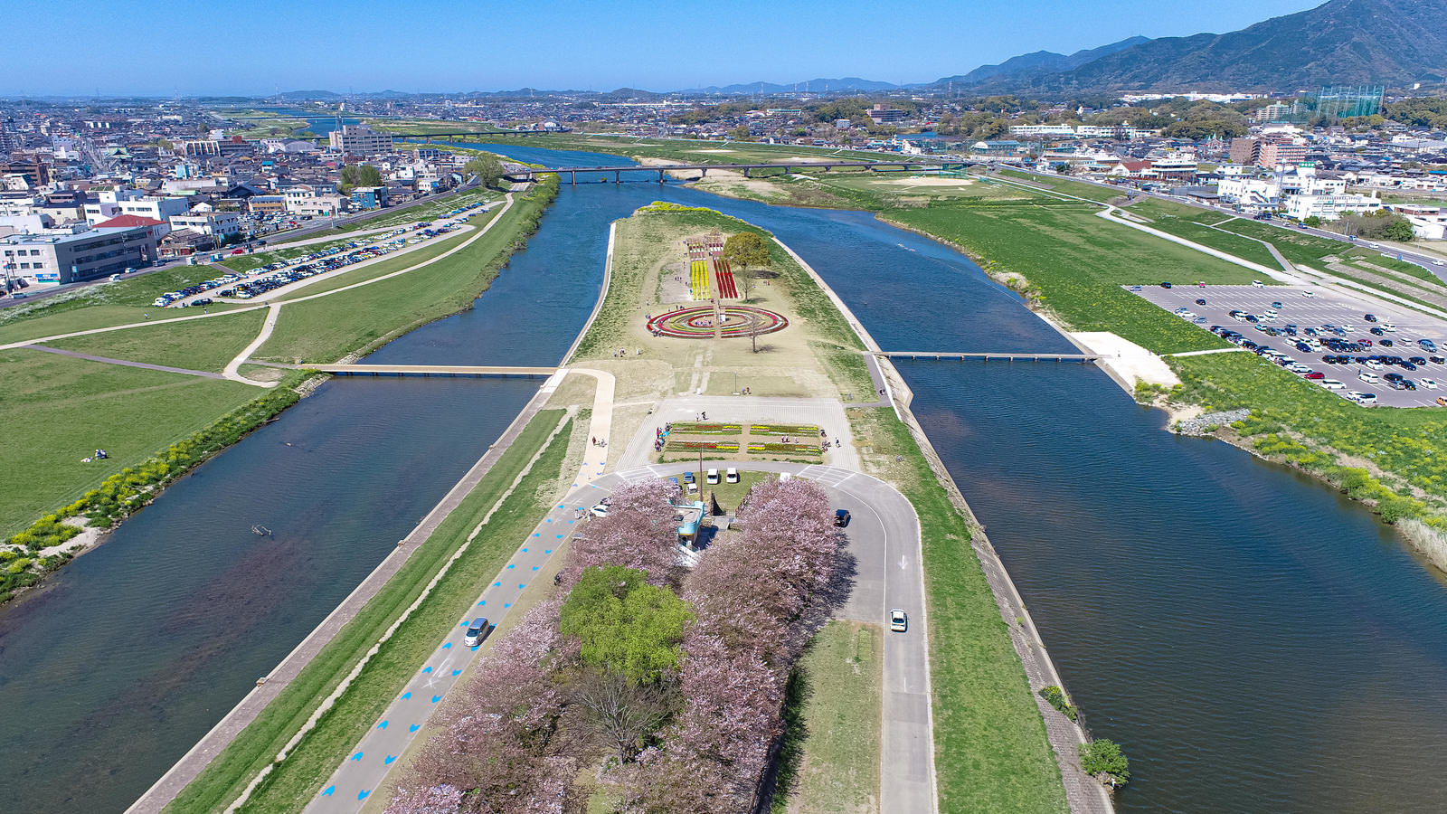のおがたチューリップフェアの満開チューリップと桜並木を空撮した風景