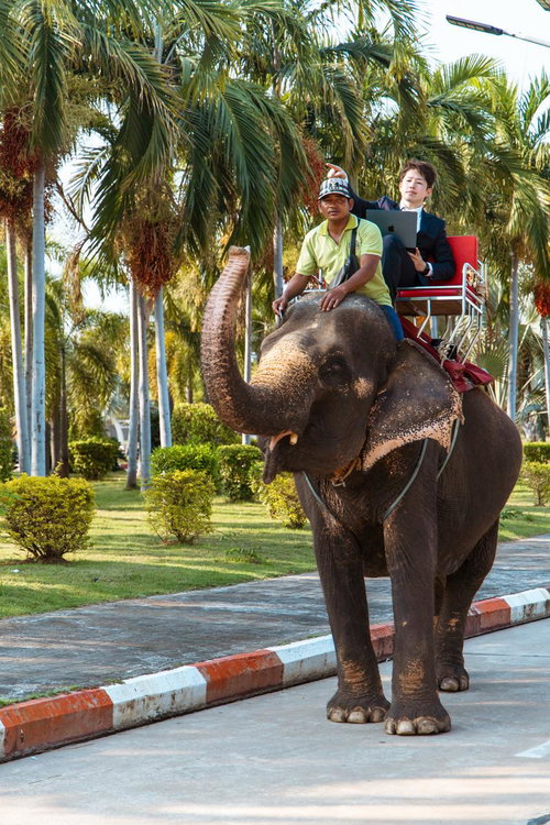 象の上から指示を送るスーツ姿のビジネスマン