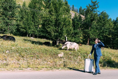 放牧されたヤクと山道を歩くビジネスマン、モンゴル出張の冒険