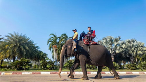今日は象の上からリモートワーク