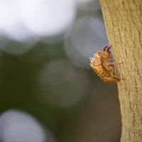 木の幹にしがみつく蝉の抜け殻の写真