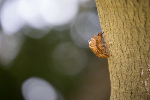 木の幹にしがみつく蝉の抜け殻