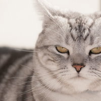 示談の条件を言い渡す不機嫌な猫のアップの写真