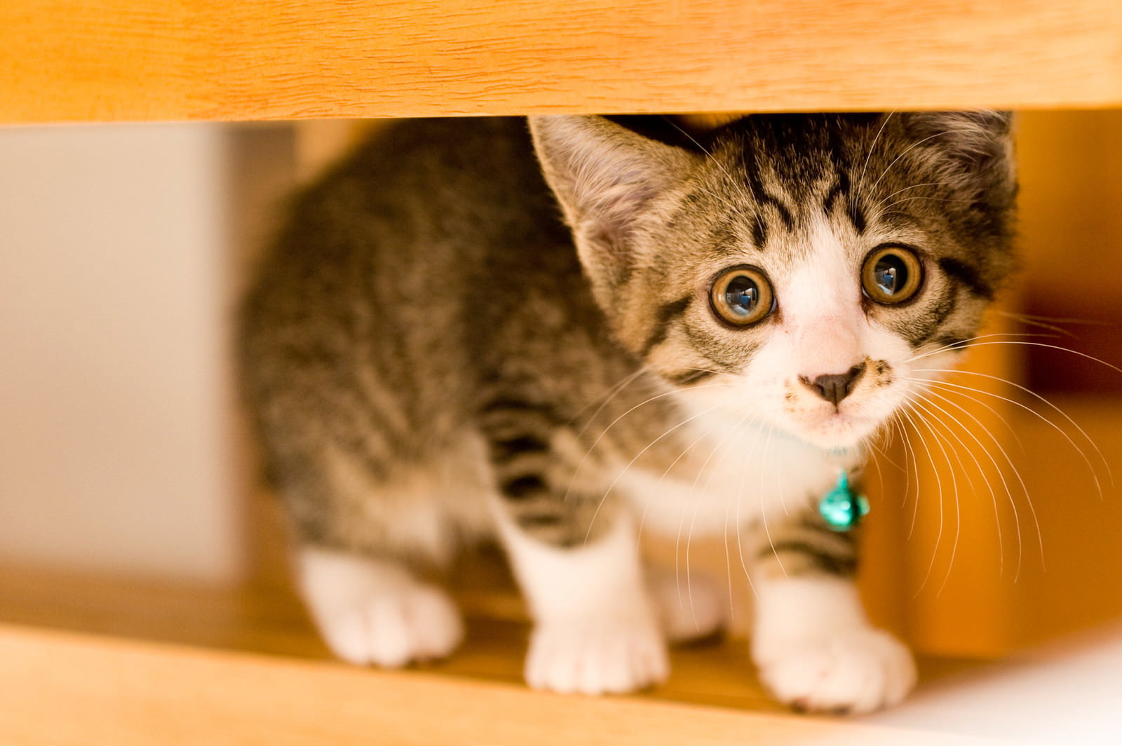 瞳がうるんで少し怖がったような表情をする茶トラと白の子猫