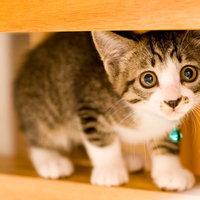 瞳がうるんだ茶トラと白の子猫の顔アップの写真