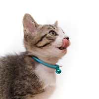 ペロリン猫、青い首輪をつけたキジトラ子猫の写真