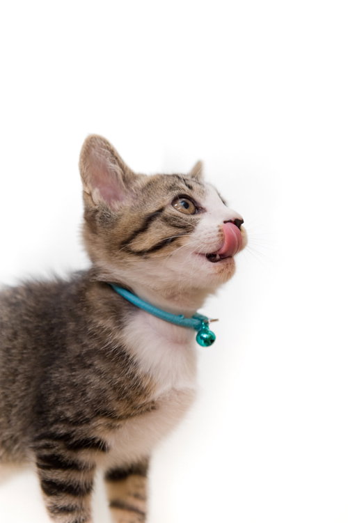 ペロリン猫、青い首輪をつけたキジトラ子猫