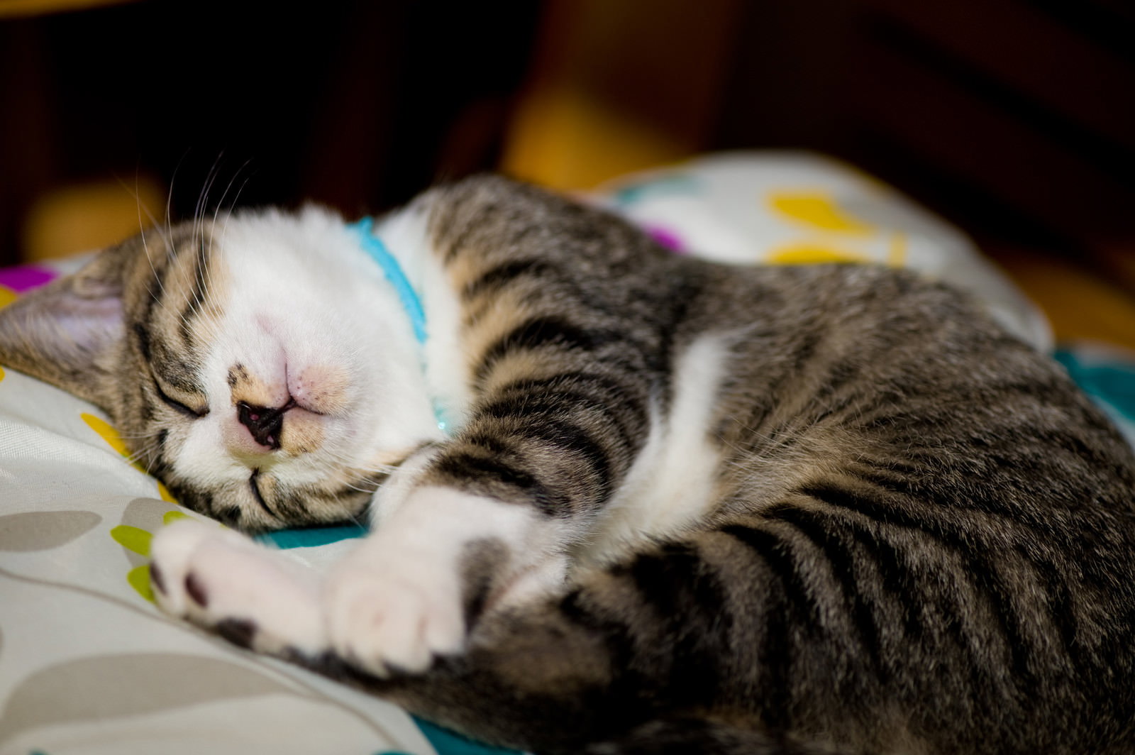 ソファーの上で体を丸めて眠るグレーと白の縞模様の猫