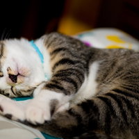 ソファーで丸くなって眠るグレーと白の縞模様の子猫の写真