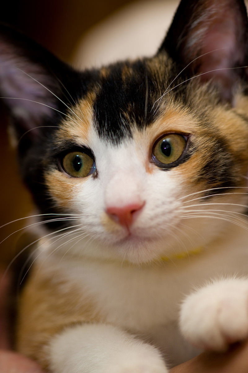 目を丸くして驚いた表情の三毛猫のアップ