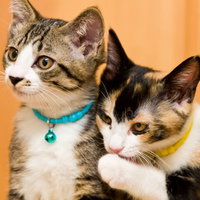 悪知恵を吹き込む2匹の子猫が並ぶかわいいの写真