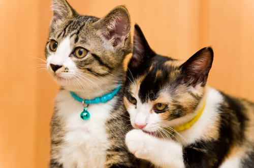 悪知恵を吹き込む2匹の子猫が並ぶかわいい