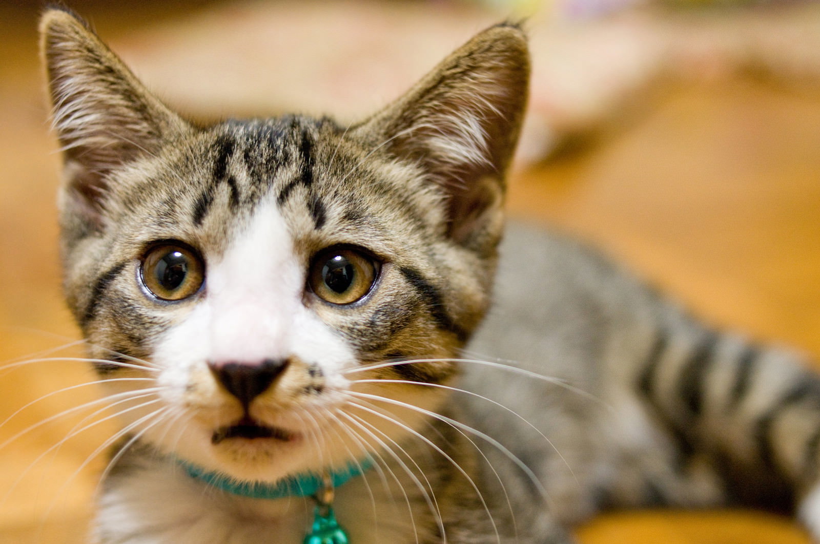 緑色の首輪をつけた縞模様の子猫がカメラを見つめている