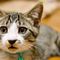 アチャーやってもうたわ（猫）緑の首輪をつけた縞模様の子猫の写真