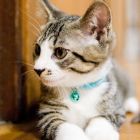 首輪をつけた子猫の大きな目の写真