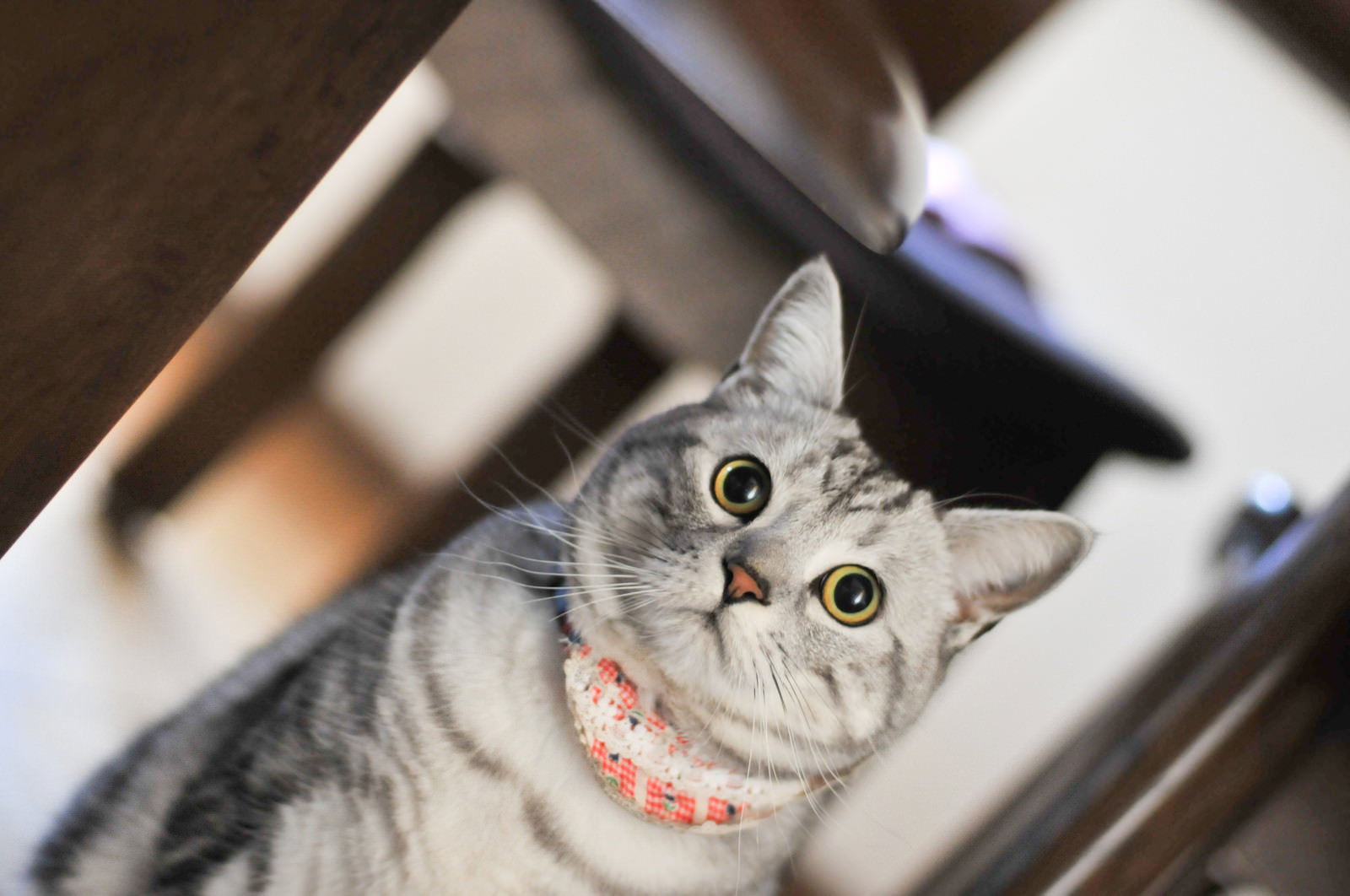 室内で硬直してじっと立ち止まるグレーの縞模様の猫