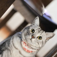 室内で硬直する猫ちゃん：警戒心を見せるグレー縞模様の猫の写真