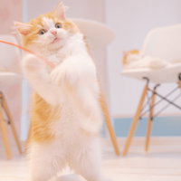 必死な形相で猫のおもちゃを追いかけ立ち上がる子猫の写真