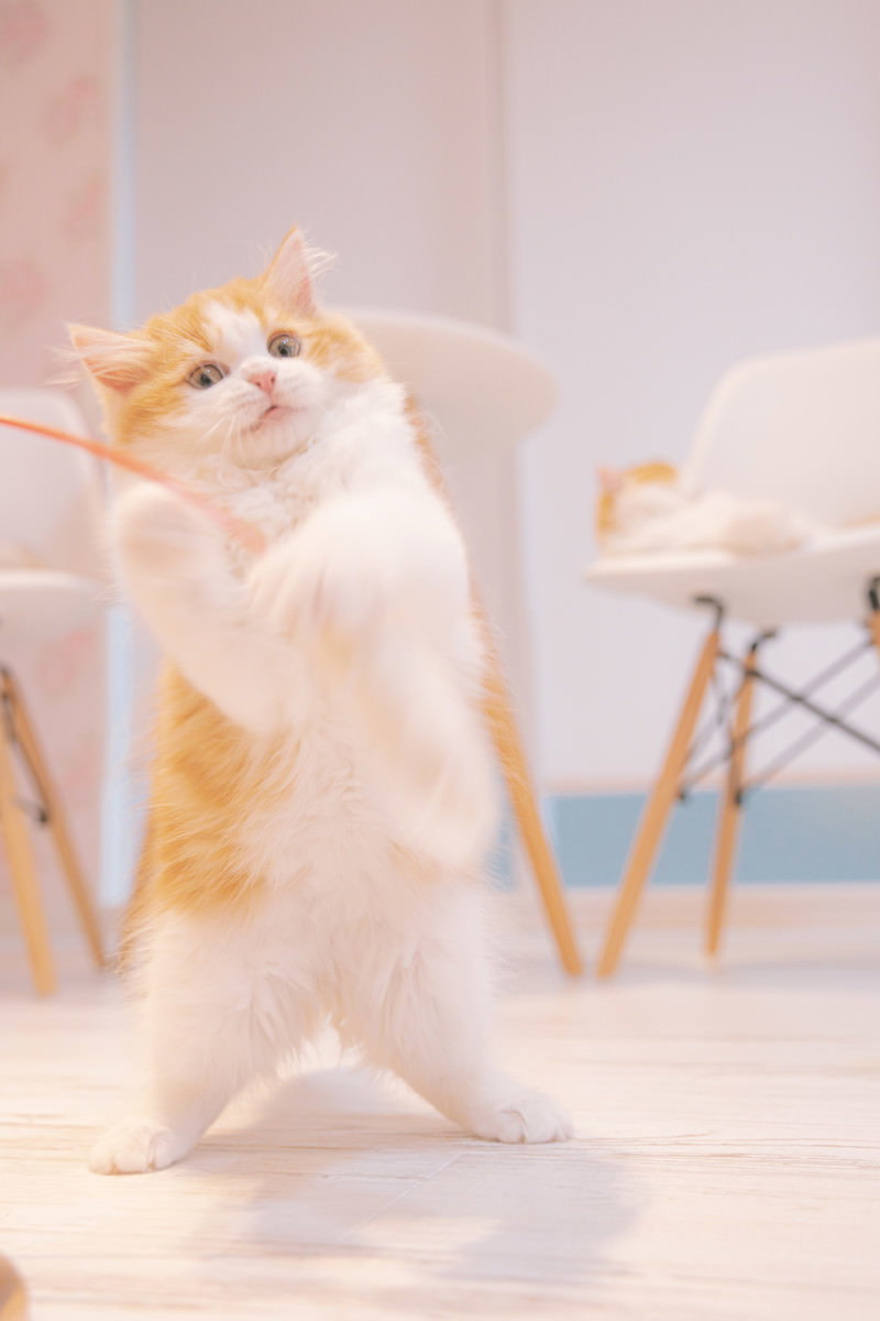 白い背景で立ち上がって前脚を上げる茶色と白の毛色の子猫