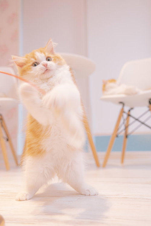 必死な形相で猫のおもちゃを追いかけ立ち上がる子猫