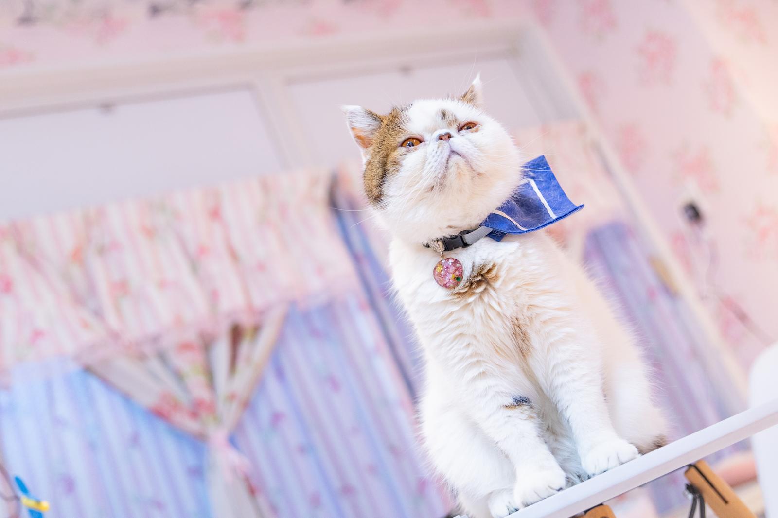 青いリボン付き首輪を着けた白と茶トラ模様のエキゾチックショートヘアが上を見つめている