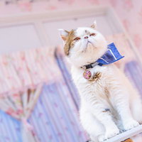 青いリボン付き首輪のエキゾチックショートヘア、上空を見つめる姿の写真