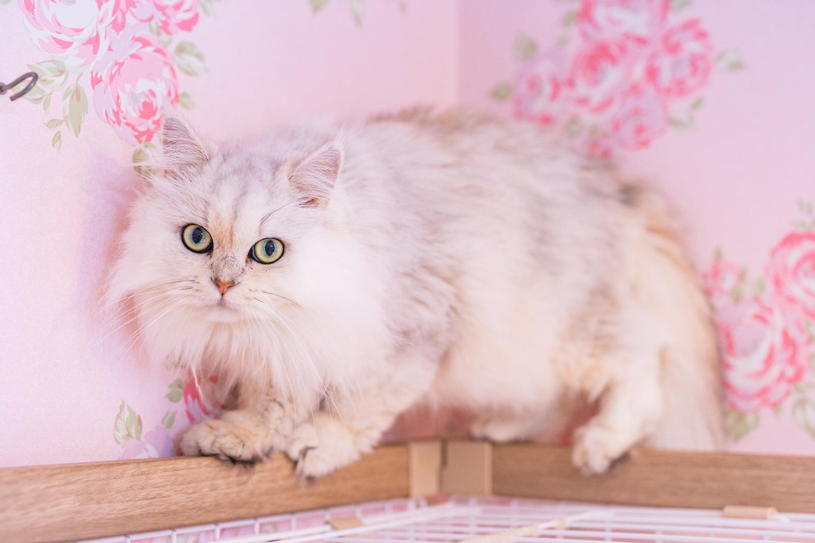 ピンク色のバラの花に囲まれ、正面を見つめる白いペルシャ猫