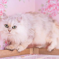 ピンク色のバラに囲まれた白いペルシャ猫の正面顔の写真