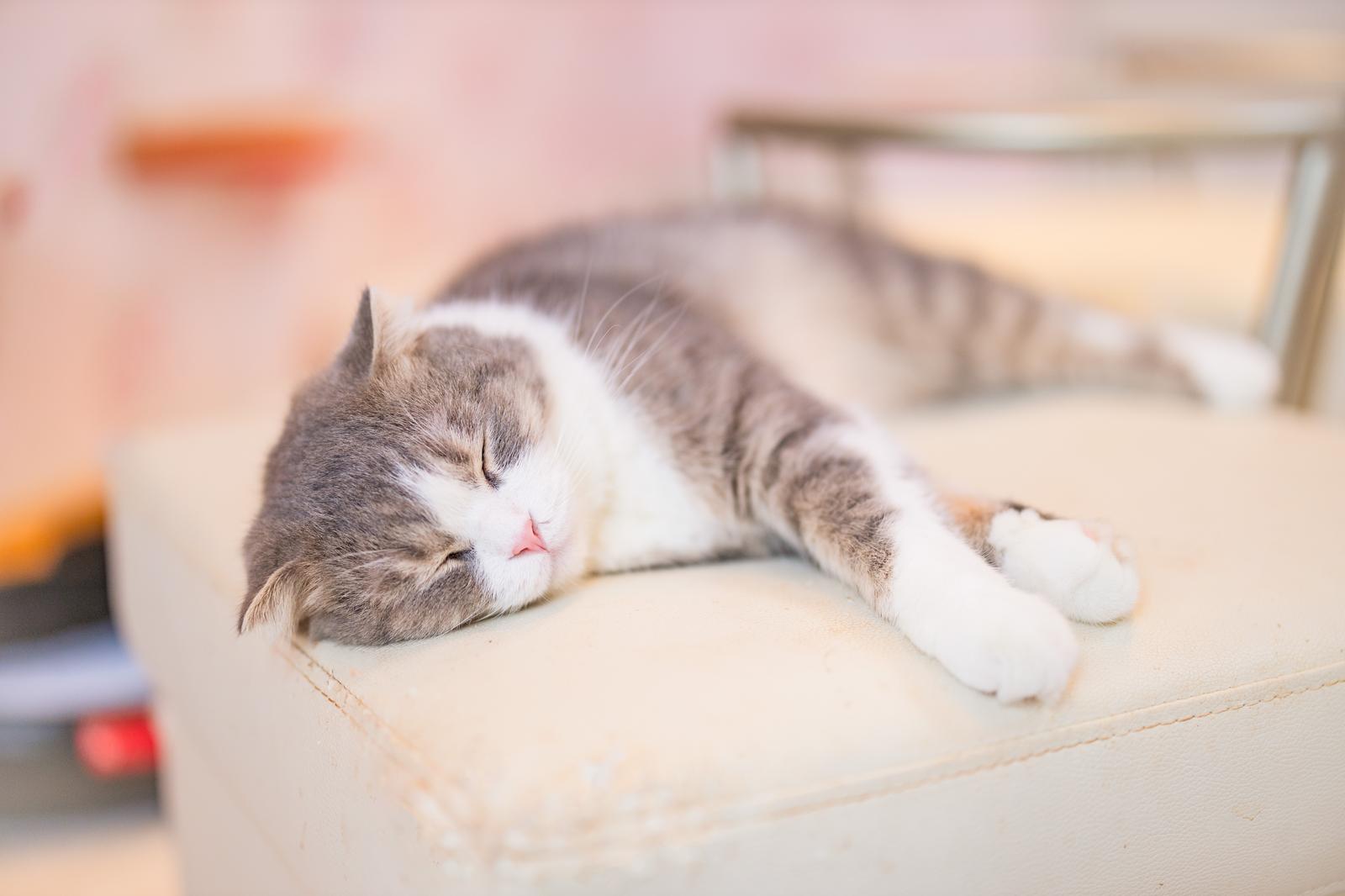 グレーと白の猫が床に横たわり、目を閉じてぐっすり寝ている様子