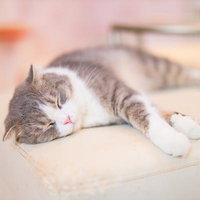 ぐっすり寝るにゃんこ - グレー白猫の昼寝の写真