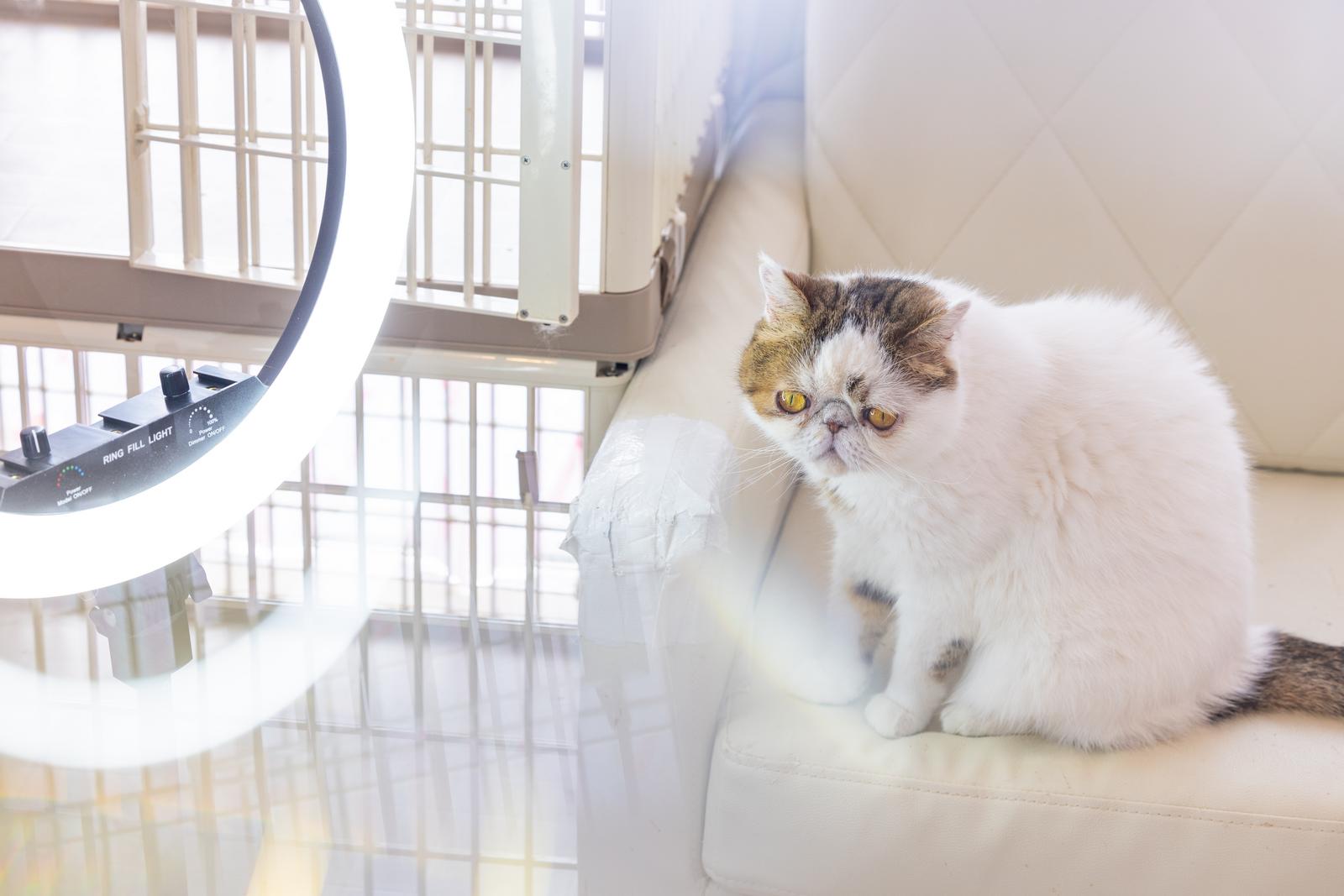 白と茶色の毛並みを持つ短毛猫がクッションに座り、黄色い瞳でカメラを見つめている。背後に円形のリングライトが設置されたスタジオ撮影の一枚