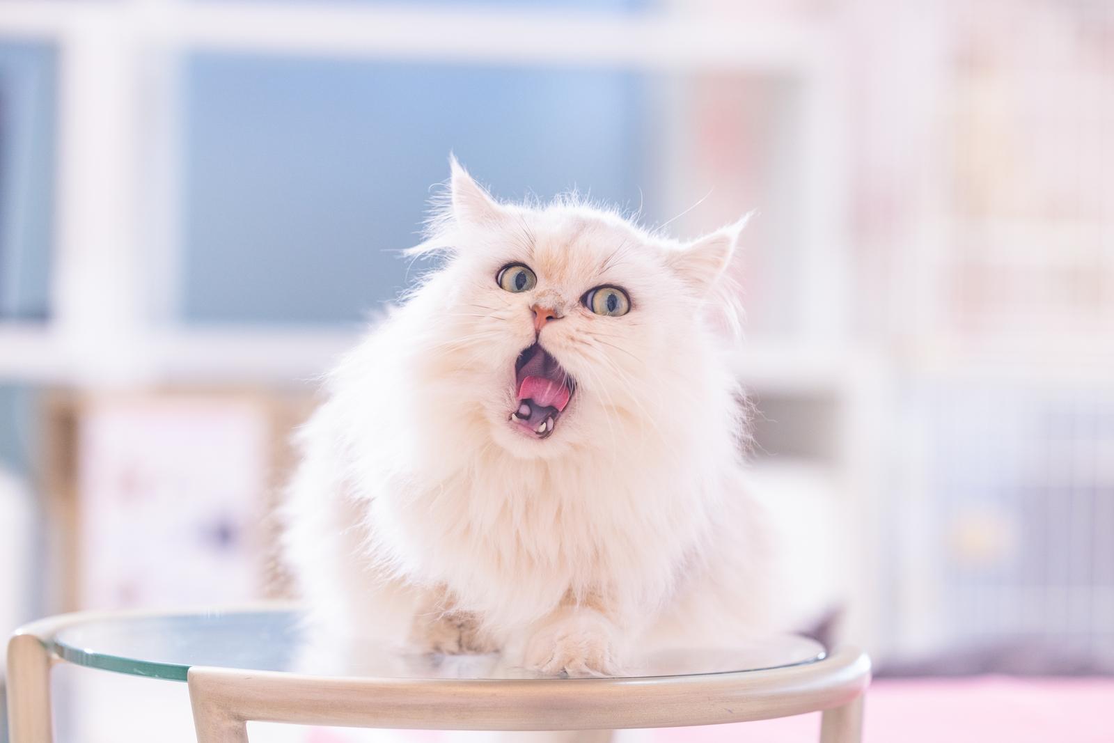 椅子に座った白いペルシャ猫が大きく口を開けてあくびをしている