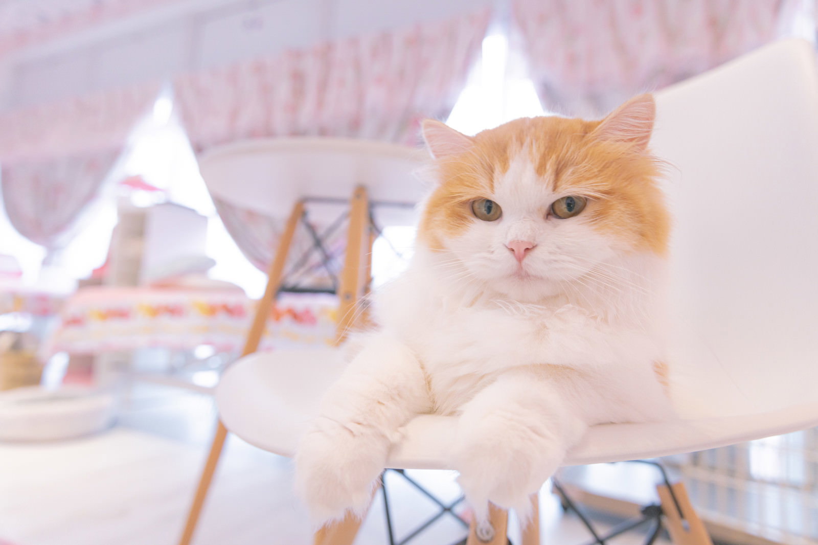 猫カフェの椅子で前足を揃えて座る茶白猫