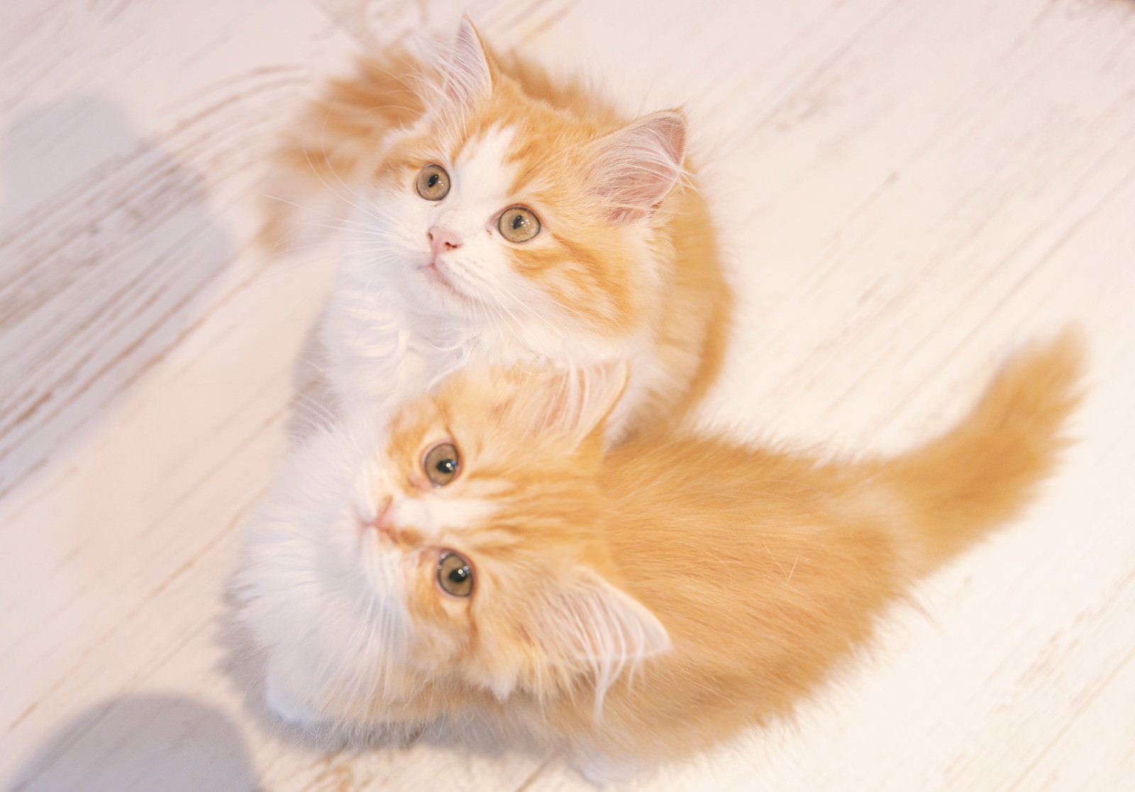 床に座って上を見上げる茶白の長毛子猫2匹