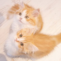 上を見上げる茶白の長毛子猫2匹の写真