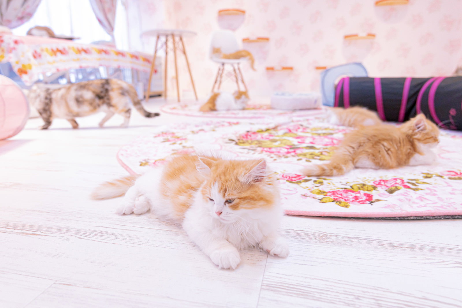 床で横になって眠る茶白の子猫